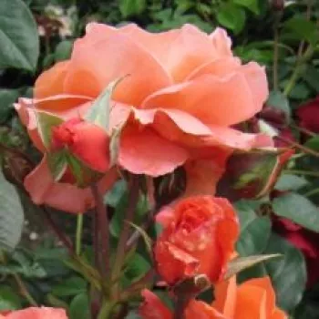 Narancssárga - climber, futó rózsa - intenzív illatú rózsa - pézsma aromájú