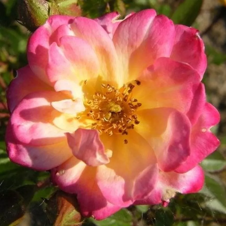 Törpe - mini rózsa - Rózsa - Baby Masquerade® - Online rózsa rendelés