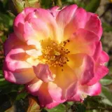 Mini - pritlikave vrtnice - rumena - roza - Vrtnica brez vonja - Rosa Baby Masquerade® - Na spletni nakup vrtnice