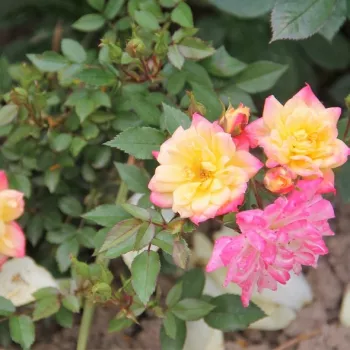 Rosa Baby Masquerade® - żółty - różowy - róże miniaturowe