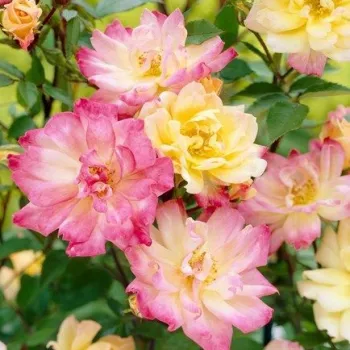 Jaune - rose - Rosiers miniatures   (20-40 cm)