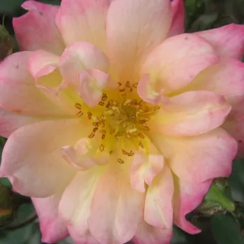 Róże krzewy, sadzonki - róże miniaturowe - żółty - różowy - róża bez zapachu - Baby Masquerade® - (20-40 cm)