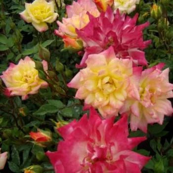 Žlutá s bordó okrajem - stromkové růže - Stromková růže s drobnými květy