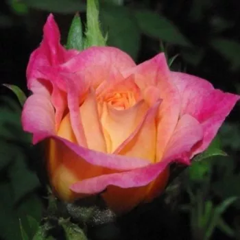 Rosa Baby Masquerade® - giallo - rosa - Rose Miniatura, Lillipuziane