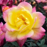 Trandafiri miniaturi / pitici - fără parfum - comanda trandafiri online - Rosa Baby Masquerade® - galben - roz