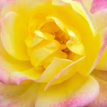 Comanda trandafiri online - Trandafiri miniaturi / pitici - fără parfum - Baby Masquerade® - galben - roz - (20-40 cm)