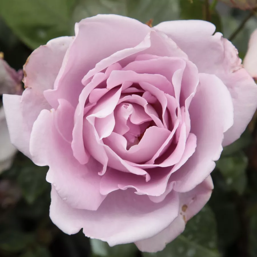 Rosales trepadores - Rosa - Blue Moon Cl. - Comprar rosales online