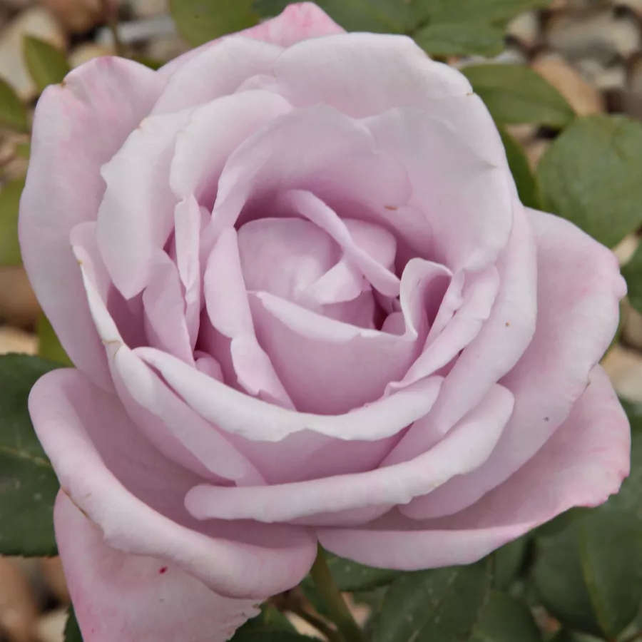 Morado - Rosa - Blue Moon Cl. - Comprar rosales online
