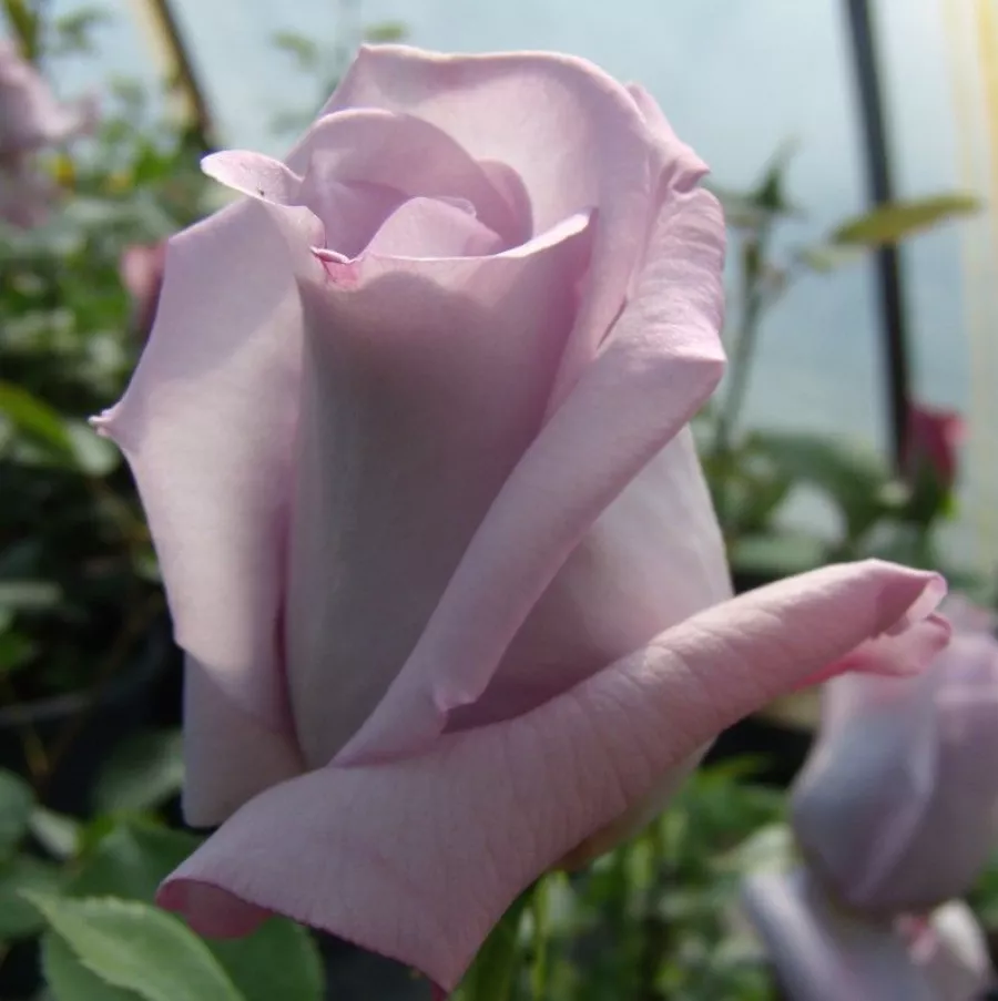Róża z intensywnym zapachem - Róża - Blue Moon Cl. - Szkółka Róż Rozaria