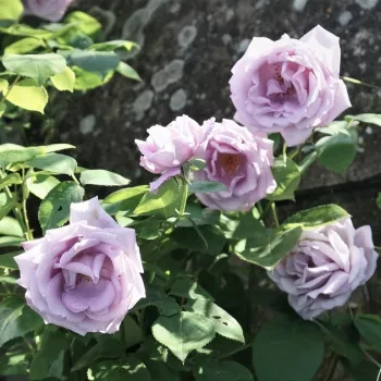 Lila - rózsaszín árnyalat - climber, futó rózsa - intenzív illatú rózsa - barack aromájú