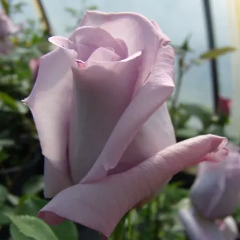Rosa Blue Moon Cl. - violet - trandafiri pomisor - Trandafir copac cu trunchi înalt – cu flori teahibrid