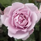 Teahibrid virágú - magastörzsű rózsafa - Online rózsa rendelés - lila - Rosa Blue Moon Cl. - intenzív illatú rózsa - barack aromájú