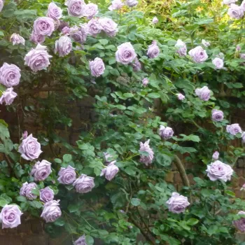 Ljubičasta - ružičasta nijansa - climber, penjačica - ruža intenzivnog mirisa - aroma breskve