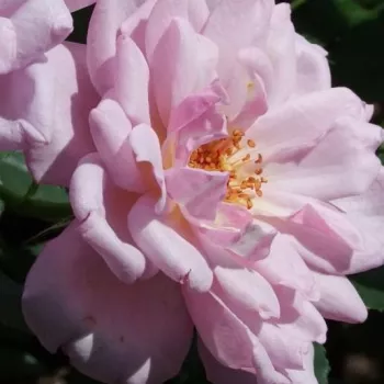 Rózsa rendelés online - rózsaszín - lila - törpe - mini rózsa - Dream Lover - diszkrét illatú rózsa - grapefruit aromájú - (60-70 cm)