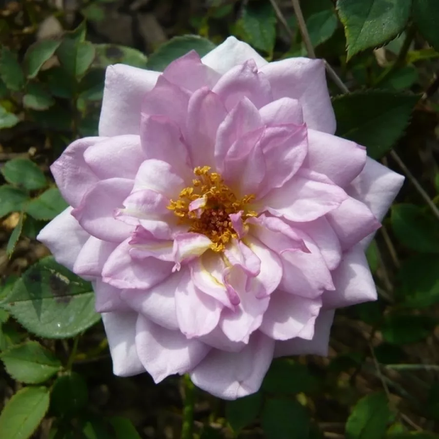Róże miniaturowe - Róża - Dream Lover - Szkółka Róż Rozaria