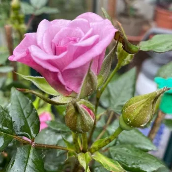 Rosa Dream Lover - rosa - violett - zwergrosen