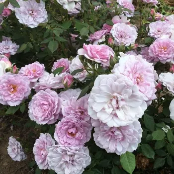 Lila - rózsaszín árnyalat - törpe - mini rózsa   (60-70 cm)
