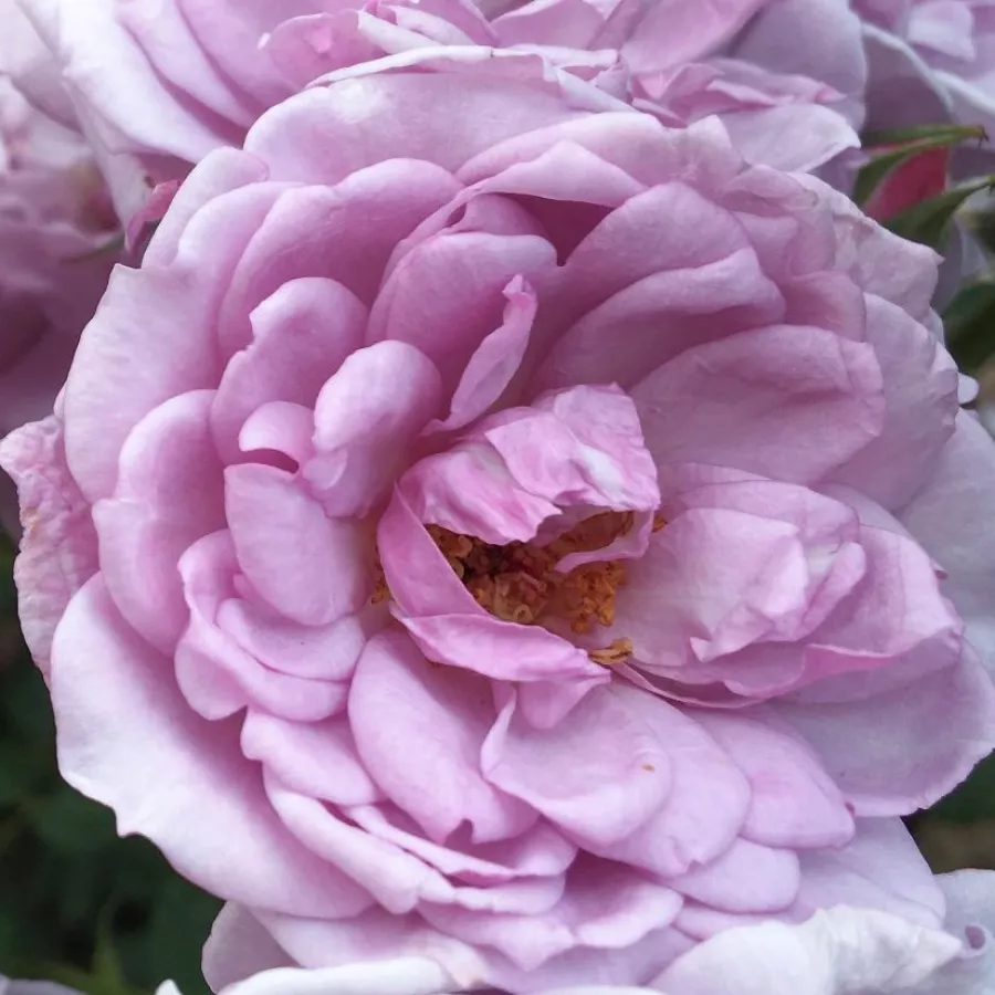 Rosa morado - Rosa - Dream Lover - rosal de pie alto