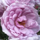 Mini - pritlikave vrtnice - Diskreten vonj vrtnice - vrtnice online - Rosa Dream Lover - roza - vijolična
