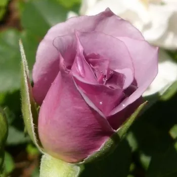 Rosa Dream Lover - rozā - violets - pundurrozes-miniatūrrozes