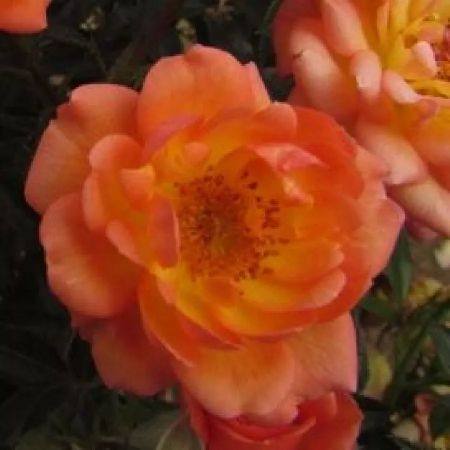 Narančasta - Ruža - Fond Memories - naručivanje i isporuka ruža