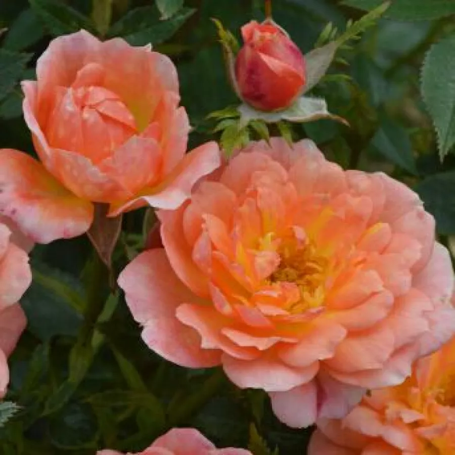 Karłowa - róża miniaturowa - Róża - Fond Memories - sadzonki róż sklep internetowy - online