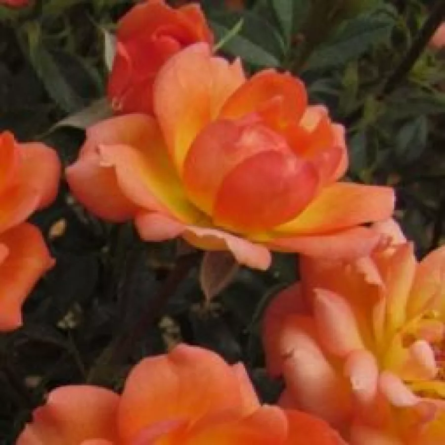 Róża o dyskretnym zapachu - Róża - Fond Memories - róże sklep internetowy