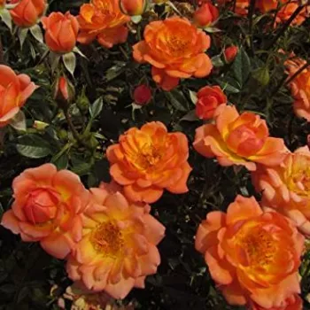 Narancs színű - törpe - mini rózsa   (30-40 cm)