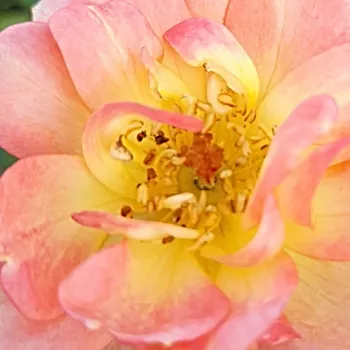 Online rózsa webáruház -  - narancssárga - törpe - mini rózsa - diszkrét illatú rózsa - Fond Memories - (30-40 cm)