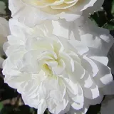 Fehér - törpe - mini rózsa - Online rózsa vásárlás - Rosa Frothy - diszkrét illatú rózsa - orgona aromájú