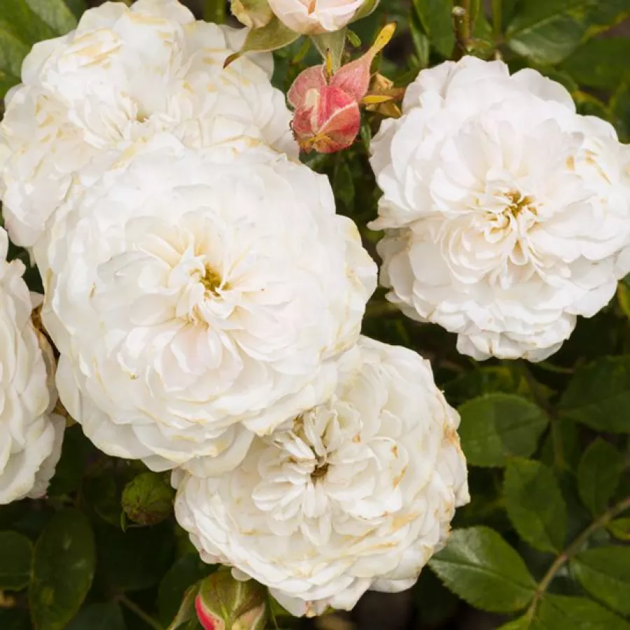 Biały - Róża - Frothy - Szkółka Róż Rozaria