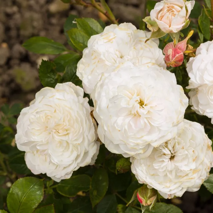 MACfrothy - Rosa - Frothy - Produzione e vendita on line di rose da giardino