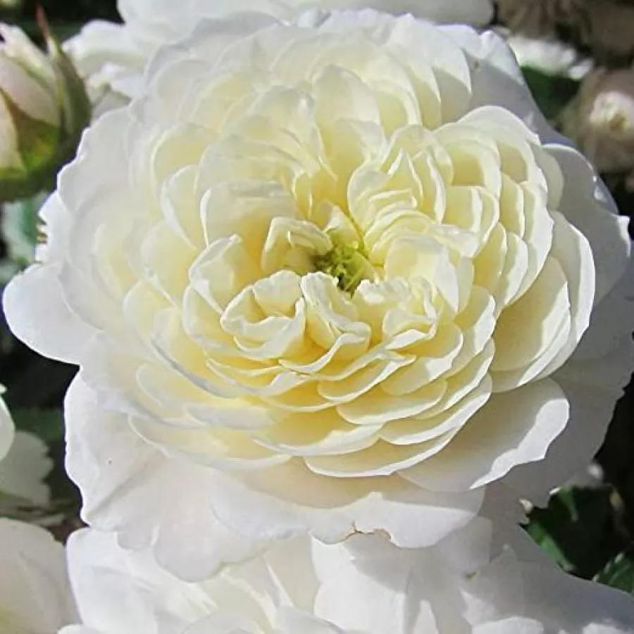 Miniature - Róża - Frothy - Szkółka Róż Rozaria