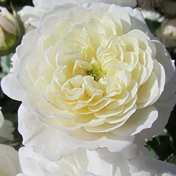 Online rózsa webáruház - törpe - mini rózsa - fehér - diszkrét illatú rózsa - orgona aromájú - Frothy - (40-80 cm)