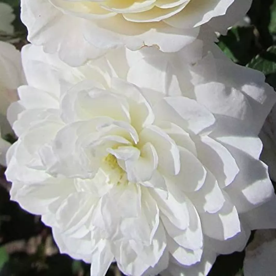 Biały - Róża - Frothy - 