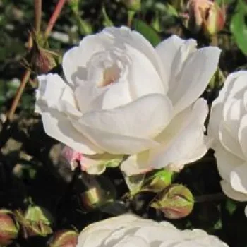 Rosa Frothy - alb - trandafiri pomisor - Trandafir copac cu trunchi înalt – cu flori mărunți