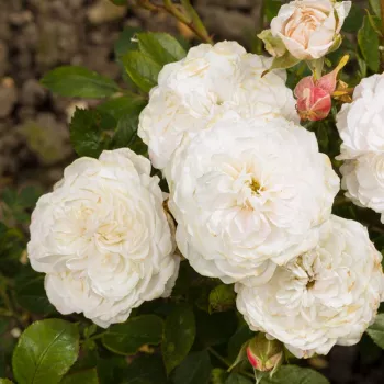 Biały - róża pienna - Róże pienne - z drobnymi kwiatami