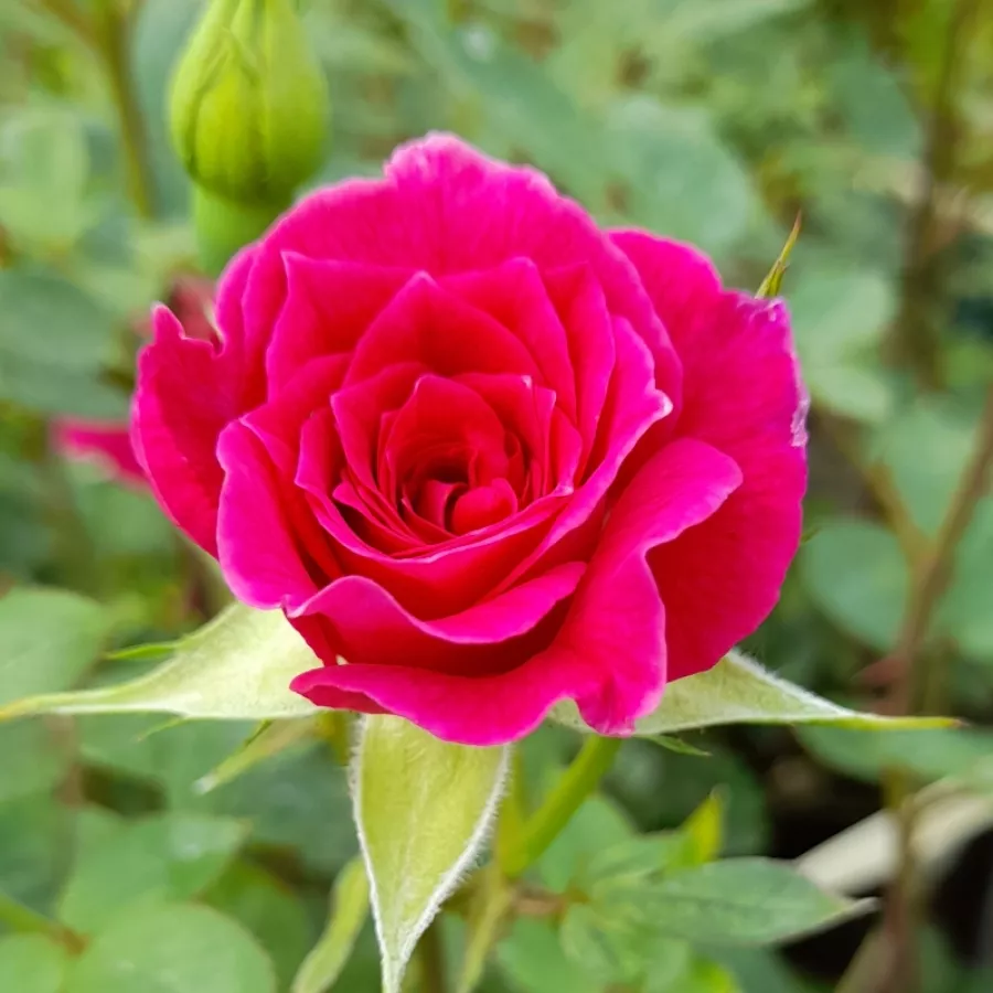 Róża pnąca climber - Róża - Gloriana - Szkółka Róż Rozaria