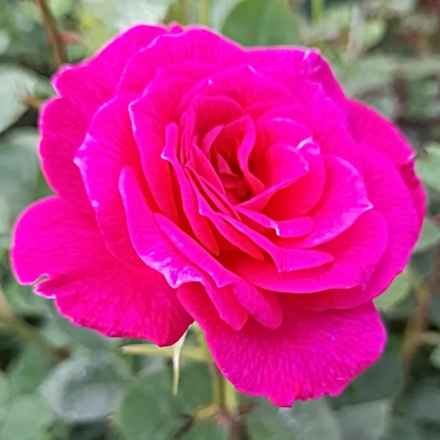 Porpora - Rosa - Gloriana - Produzione e vendita on line di rose da giardino