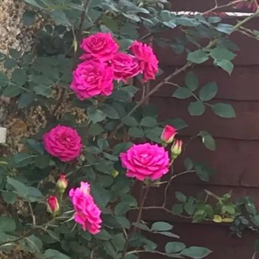 CHEwpope - Rózsa - Gloriana - Online rózsa rendelés
