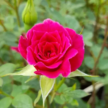 Rosa Gloriana - lila - magastörzsű rózsa - apróvirágú