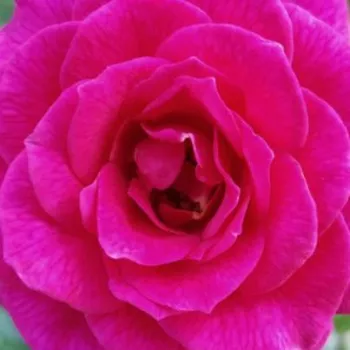 Rosa Gloriana - parfum discret - Petites fleurs -  rosier à haute tige - violet - Christopher H. Warner - retombant - -