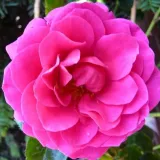 Stromčekové ruže - fialová - Rosa Gloriana - mierna vôňa ruží - broskyňová aróma
