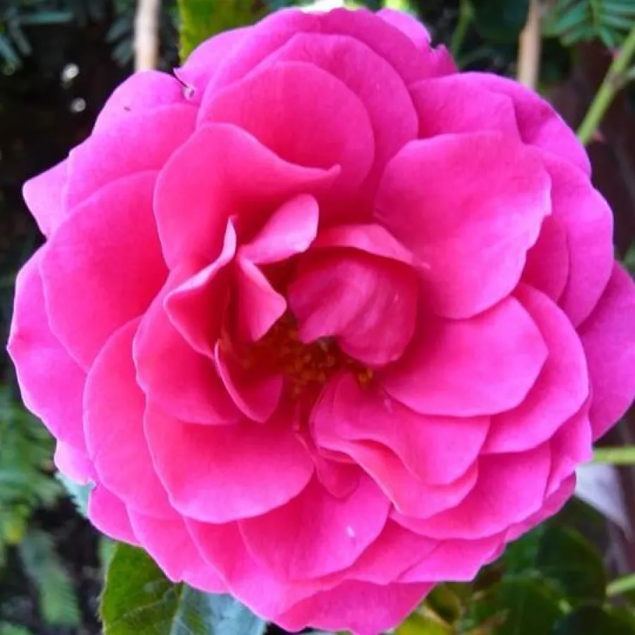 Trandafir cu parfum discret - Trandafiri - Gloriana - comanda trandafiri online