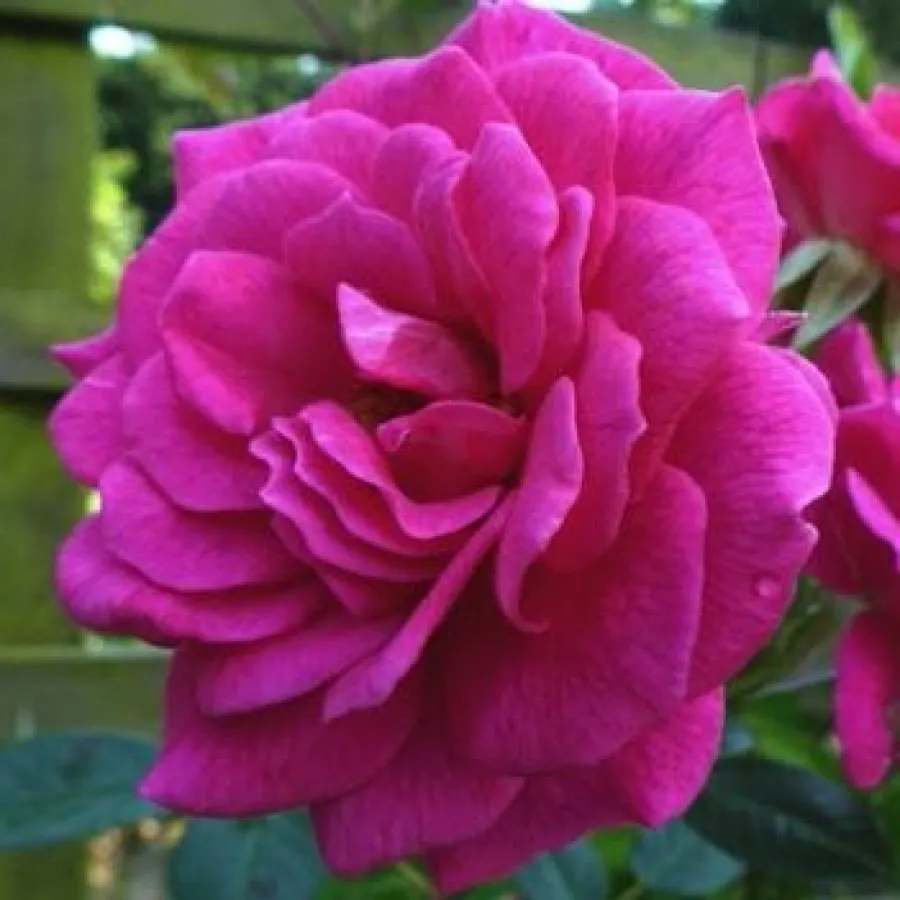 Trandafiri climber - Trandafiri - Gloriana - comanda trandafiri online