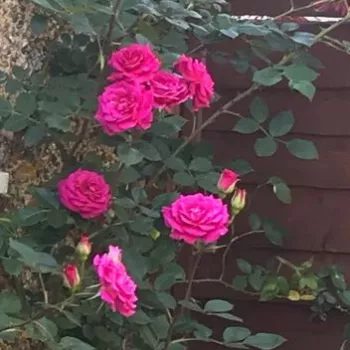 Morado - rosales trepadores - rosa de fragancia discreta - melocotón