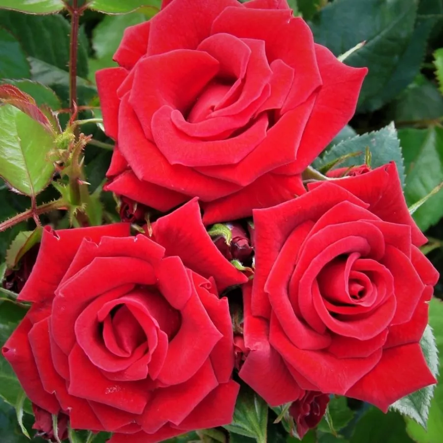 Czerwony - Róża - Love Knot - Szkółka Róż Rozaria