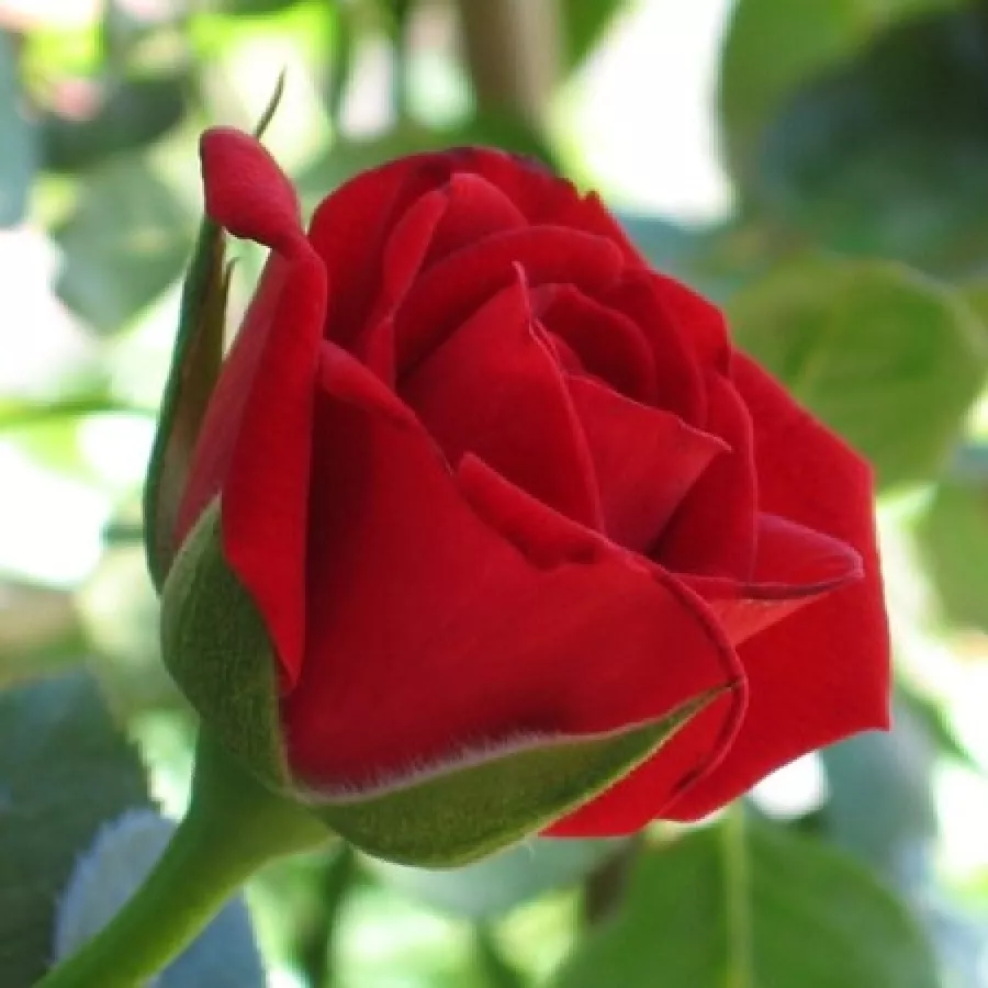 Diszkrét illatú rózsa - Rózsa - Love Knot - Online rózsa rendelés