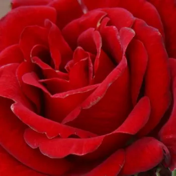 Online rózsa vásárlás - climber, futó rózsa - piros - diszkrét illatú rózsa - savanyú aromájú - Love Knot - (180-250 cm)