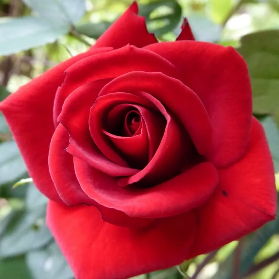 červený - Ruža - Love Knot - 